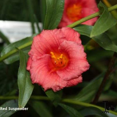 Hemerocallis 'Red Suspenders'  - 