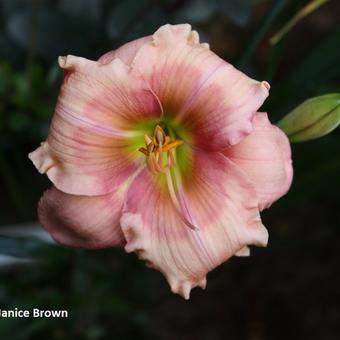 Hemerocallis 'Janice Brown'