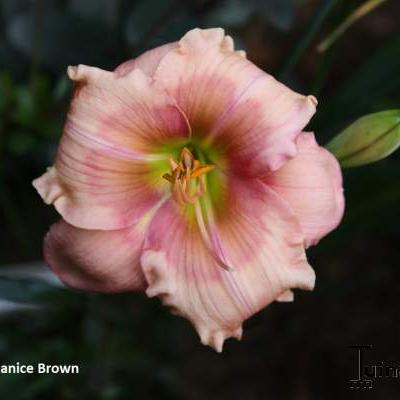 Hemerocallis 'Janice Brown' - 