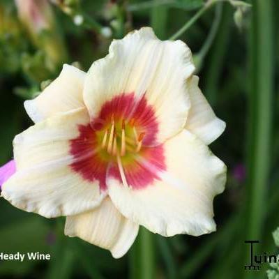 Hemerocallis 'Heady Wine' - 