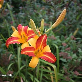 Hemerocallis 'Frans Hals'