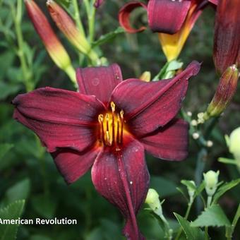 Hemerocallis 'American Revolution'