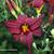 Hemerocallis 'American Revolution'