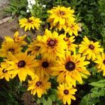 Rudbeckia 'Peking' - 