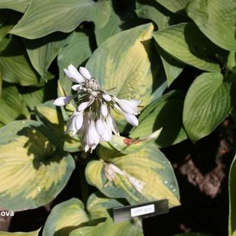 Hosta 'Super Nova'