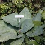 Hosta 'Green Acres' - 