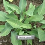 Hosta 'Krone Regal' - 