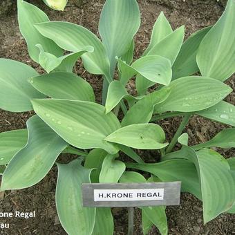 Hosta 'Krone Regal'