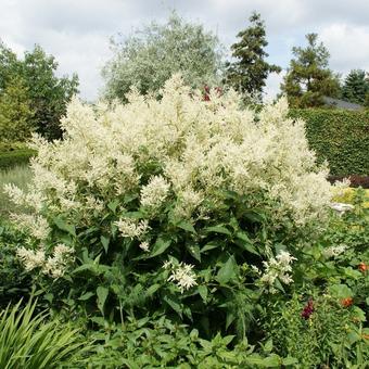 Persicaria polymorpha