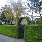 Buxus sempervirens 'Raket' - 