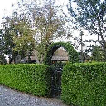 Buxus sempervirens 'Raket'