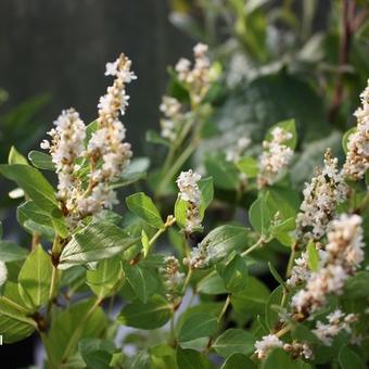 Persicaria hybride 'Kahil'