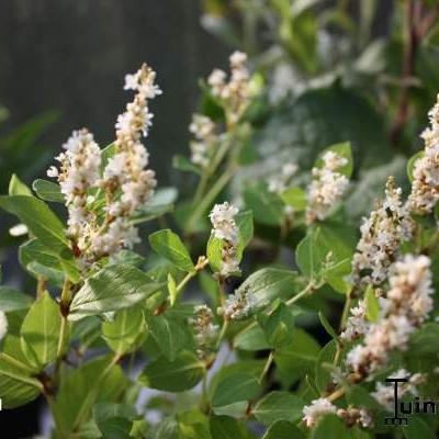 Persicaria hybride 'Kahil' - Persicaria hybride 'Kahil'