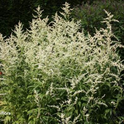 Artemisia lactiflora - 