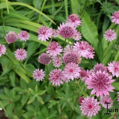 Astrantia major 'Roma' - Astrantia major 'Roma'