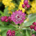 Astrantia major 'Lars' - 