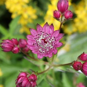 Astrantia major 'Lars'