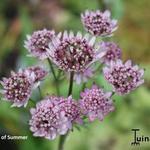 Astrantia major 'Star of Summer' - 