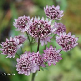 Astrantia major 'Star of Summer'