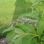 Buddleja japonica - Japanischer Sommerflieder