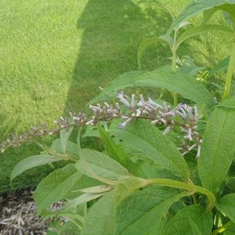 Buddleja japonica