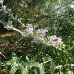 Buddleja pikei - 