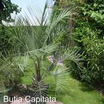 Butia capitata - 