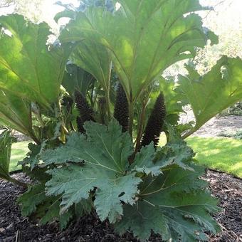 Gunnera manicata