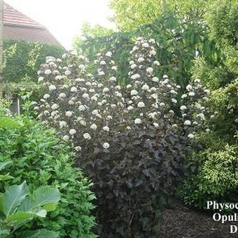 Physocarpus opulifolius 'Diabolo'