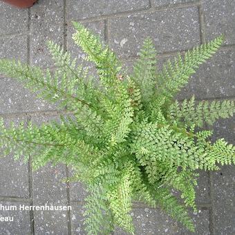 Polystichum setiferum 'Herrenhausen'