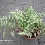 Athyrium niponicum 'Metallicum' - 