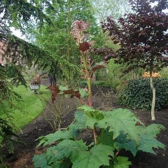 Rheum palmatum 'Atrosanguineum'