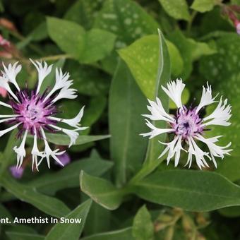 Centaurea montana 'Amethyst in Snow'