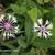 Centaurea montana 'Amethyst in Snow'