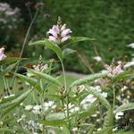 Chelone glabra - Kahler Schlangenkopf