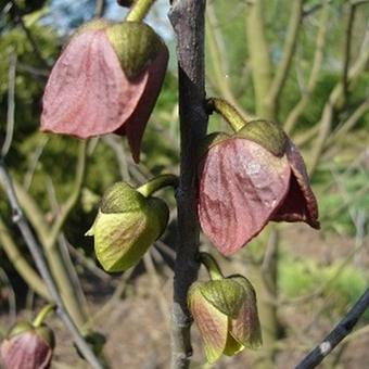 Asimina triloba