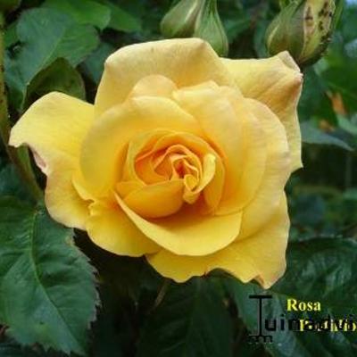 Rosa 'Postillion' - 