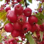 Malus 'Evereste' - 