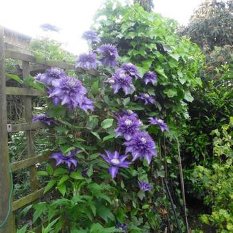 Clematis 'Multi Blue'