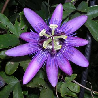 Passiflora 'Amethyst'