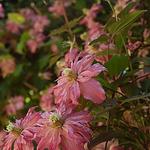 Clematis montana 'Broughton Star' - 