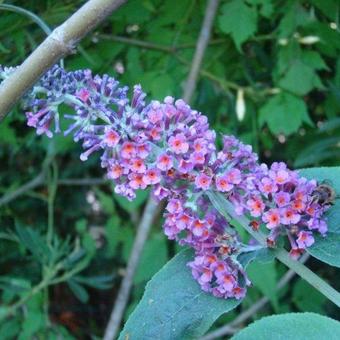 Buddleja davidii 'Bicolor'