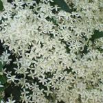 Clematis mandschurica - 