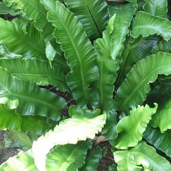 Asplenium scolopendrium