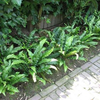 Asplenium scolopendrium