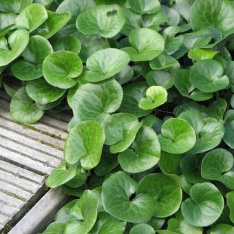 Asarum europaeum