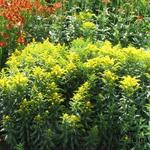 Solidago hybriden - 