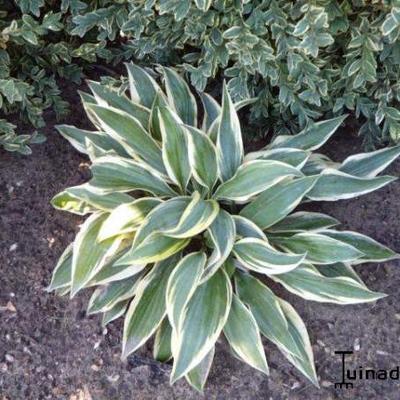 Hosta 'Wolverine' - Hosta 'Wolverine'