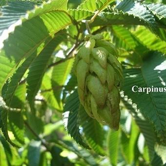 Carpinus japonica