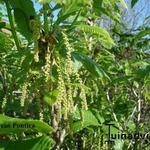 Quercus pontica - Armenische Eiche